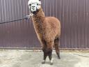 Minőségi alpakák Mikulásra vihetők