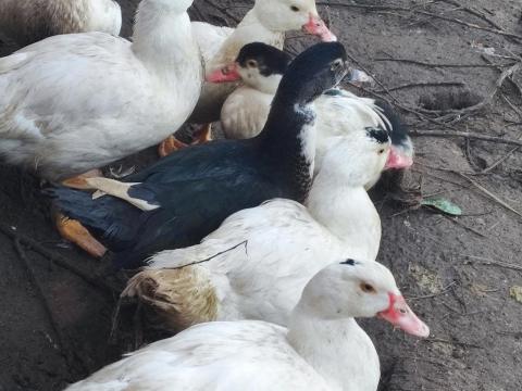 11 db néma kacsa cserélhető választási malacra 11 db néma kacsa cserélhető választási malacra