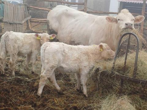 Eladó tehenek és borjak