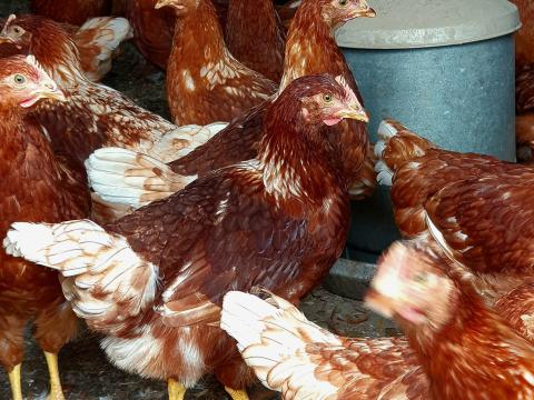 Tojó jérce eladó Tojó jérce eladó