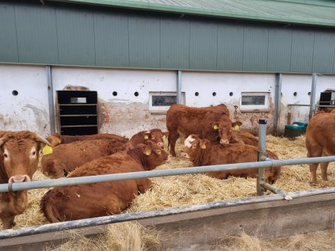 Limousin üszők eladók