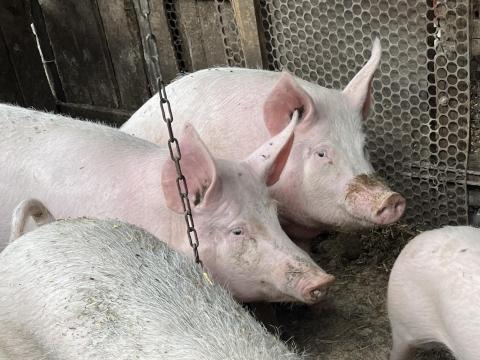 Házi sertés eladó Házi sertés eladó