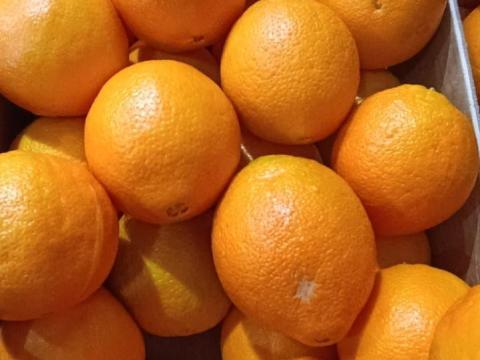 Narancs görög cégtől, direktben Narancs görög cégtől, direktben