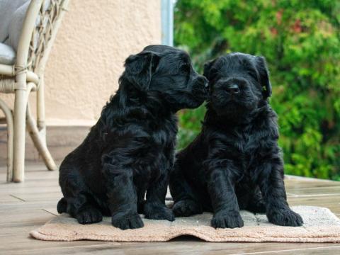 Óriás schnauzer kiskutyák eladók Óriás schnauzer kiskutyák eladók