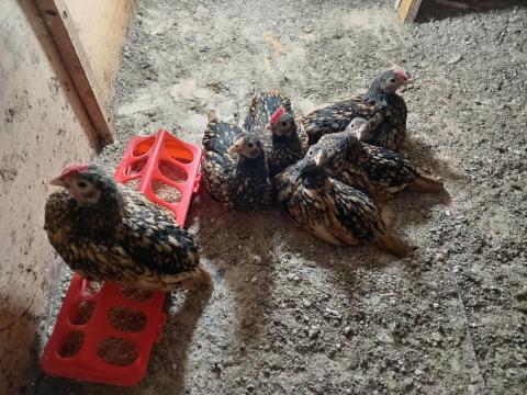 Csibék eladók Csibék eladók