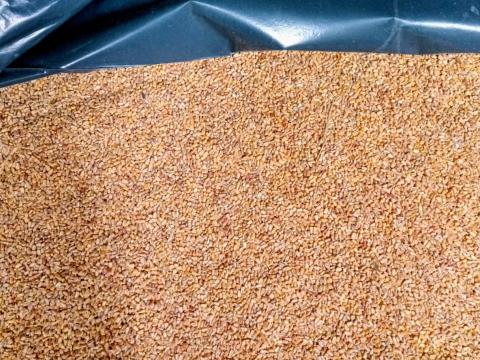 Szárított kukorica eladó Szárított kukorica eladó