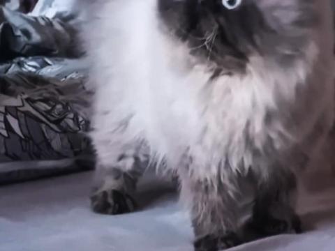 Eladó Himalája perzsa törzskönyvezett minőségi kölyök Eladó Himalája perzsa törzskönyvezett minőségi kölyök