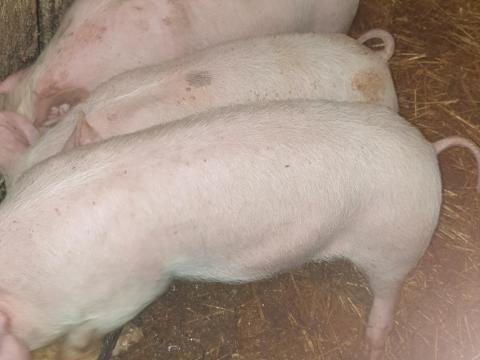 Eladó 5 db szép malac Eladó 5 db szép malac