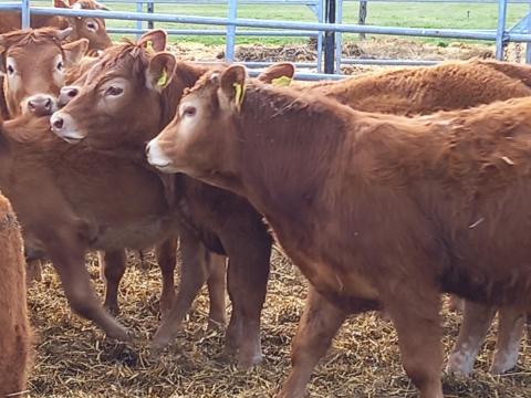 Limousin üsző bika