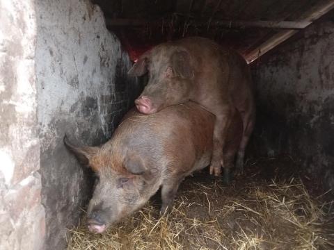 1 db aktív kan disznó eladó 1 db aktív kan disznó eladó