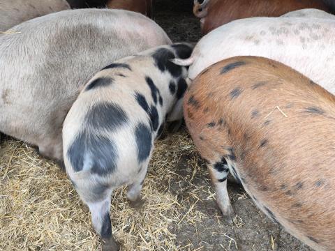 Eladó hízók 130-200 kg között – tápmentes sertések Eladó hízók 130-200 kg között – tápmentes sertések