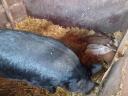 Duroc keresztezett koca malacokkal eladó