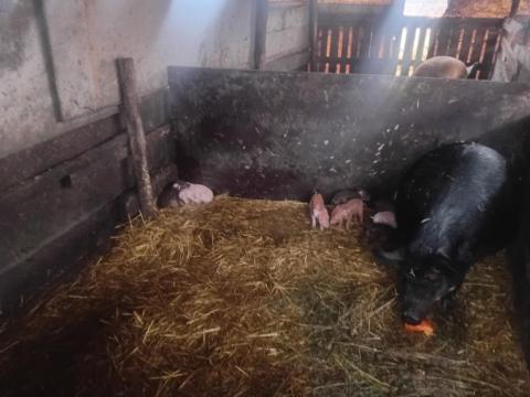 Duroc keresztezett koca malacokkal eladó Duroc keresztezett koca malacokkal eladó