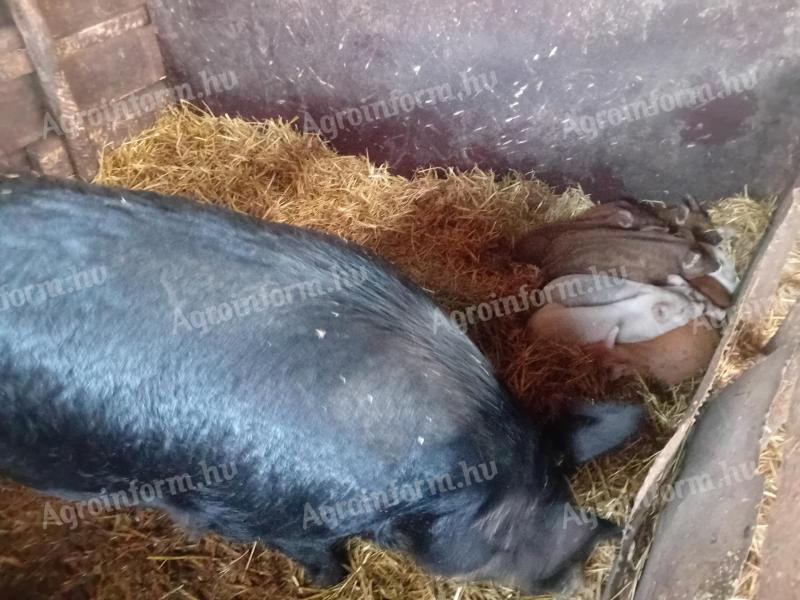 Duroc keresztezett koca malacokkal eladó