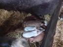 Duroc keresztezett koca malacokkal eladó
