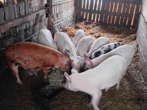 7 db duroc keresztezett süldő eladó 7 db duroc keresztezett süldő eladó