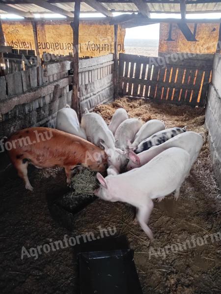 7 db duroc keresztezett süldő eladó