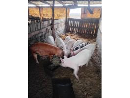 7 db duroc keresztezett süldő eladó