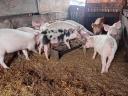 7 db duroc keresztezett süldő eladó