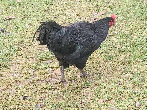 Australorp kakasok eladók Australorp kakasok eladók