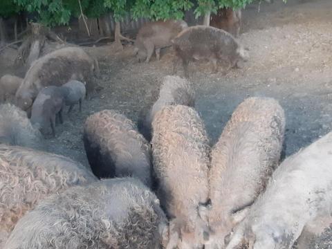 Fajtatiszta vörös mangalica eladó