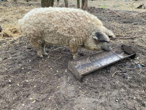 Mangalica hízó eladó