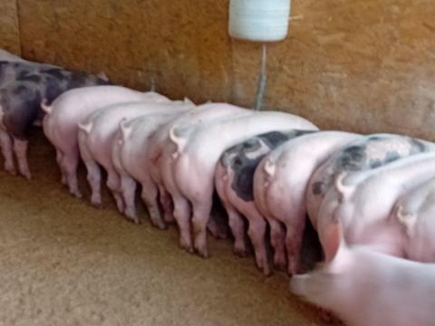 17 db minőségi Zéger Pietrain süldő, 60-80 kg, eladó 17 db minőségi Zéger Pietrain süldő, 60-80 kg, eladó