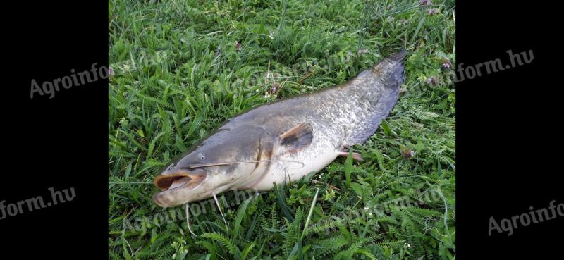Eladó piaci harcsa