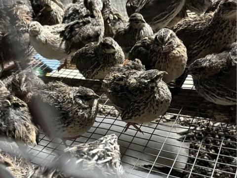 Eladó fiatal fürjek Szárföldön – Fürj árusítás