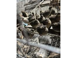 Eladó fiatal fürjek Szárföldön – Fürj árusítás