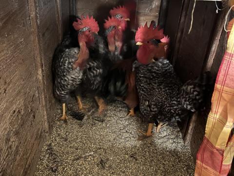 Eladó vágni való vagy továbbtartásra alkalmas kakasok