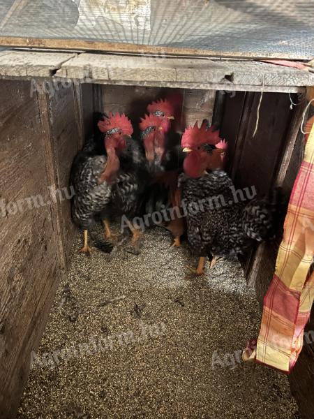 Eladó vágni való vagy továbbtartásra alkalmas kakasok