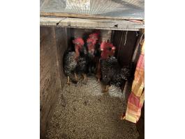 Eladó vágni való vagy továbbtartásra alkalmas kakasok