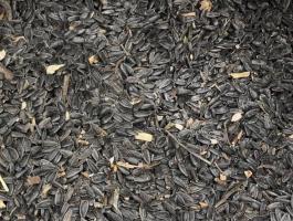 Eladó napraforgó, kombájn tiszta, kis és nagy tételben