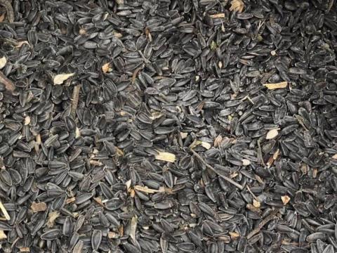 Eladó napraforgó, kombájn tiszta, kis és nagy tételben