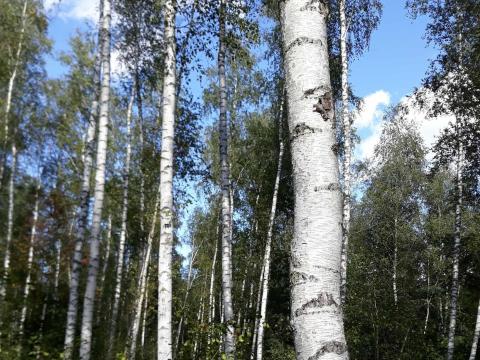 Eladó 5 ha erdő Somogy vármegyében, Lábod külterületén, Natura 2000 területen Eladó 5 ha erdő Somogy vármegyében, Lábod külterületén, Natura 2000 területen