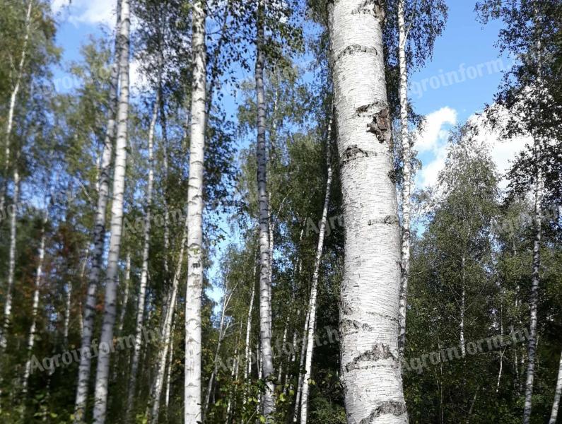 Eladó 5 ha erdő Somogy vármegyében, Lábod külterületén, Natura 2000 területen