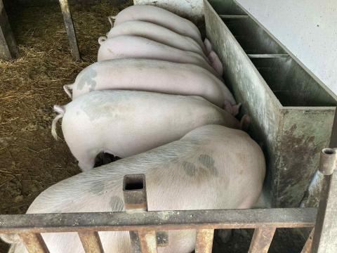 Hízó sertés eladó – 150-300 kg-os választékban