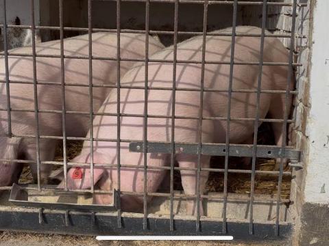 Nagyon szép első vemhes top kocák eladók