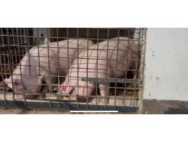 Nagyon szép első vemhes top kocák eladók