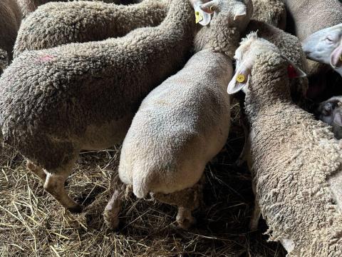 Mezőcsát Mezőcsát