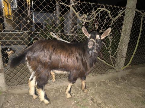 Eladó 9 hónapos bak kecske kiváló genetikai háttérrel Eladó 9 hónapos bak kecske kiváló genetikai háttérrel