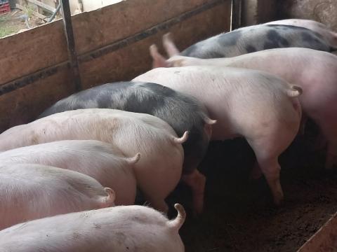 14 db minőségi Pietrain süldő, kis hízó eladó egyben 14 db minőségi Pietrain süldő, kis hízó eladó egyben