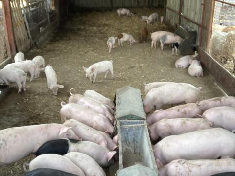 Eladó süldők vagy cserélhetők