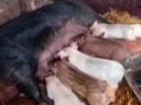 Duroc koca 9 darab 3 hetes malaccal eladó