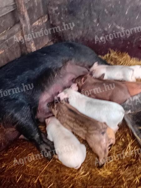 Duroc koca 9 darab 3 hetes malaccal eladó