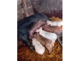 Duroc koca 9 darab 3 hetes malaccal eladó