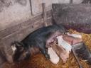 Duroc koca 9 darab 3 hetes malaccal eladó