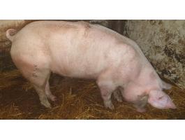 Eladó 110-120 kg-os hízó sertés