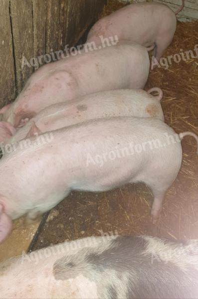 Eladó 25-30 kg-os malacok